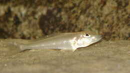 Foto mit Enantiopus melanogenys Kekese (Jungtier)
