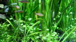 Aquarium einrichten mit Vallisneria nana + Hydrocotyle tripartia