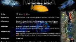 aquarium-von-wimmer-juergen-mpanga-rocks-nur-noch-als-beispiel_