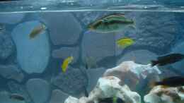 aquarium-von-pierre-steinbach-becken-2167_Dimidiochromis compressiceps 3 Böcke jedoch nur ein Weibche