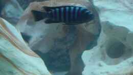 aquarium-von-pierre-steinbach-becken-2167_müsste ein Labidochromis sp mbamba sein bin mir nicht siche