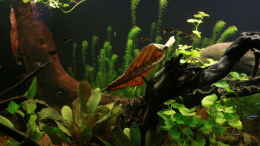 aquarium-von-erni77-kristins-fischglas_...noch mit Wasserpest als schnellwachsende Startpflanze