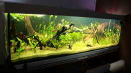 aquarium-von-erni77-kristins-fischglas_...aus den Anfängen im April 2011