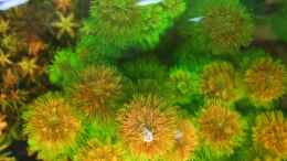 aquarium-von-johann-fellner-becken-2168_Limnophila sessiliflora