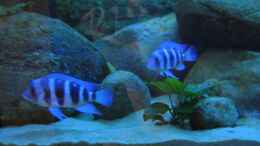 aquarium-von-hirmat-blaue-impressionen-aus-dem-tanganjikasee_