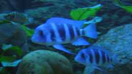 aquarium-von-hirmat-blaue-impressionen-aus-dem-tanganjikasee_