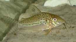 aquarium-von-marko-luetgens-becken-2170_Ein Panzerwels - Größe ca. 4 cm (Corydoras leopardus)
