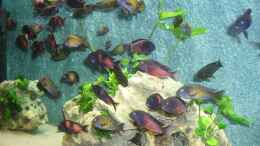 aquarium-von-marcus-mertens-becken-2178_gemischte runde