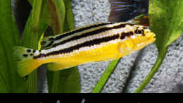 aquarium-von-boffix-afrika-im-glas_Melanochromis Auratus