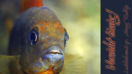 aquarium-von-boffix-afrika-im-glas_Vorsicht bissig! Labidochromis sp. Hongi Red Top