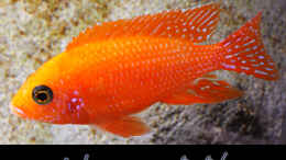 Aquarium einrichten mit Aulonocara sp. Firefisch