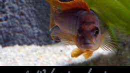 aquarium-von-boffix-afrika-im-glas_Labidochromis sp. Hongi  Red Top