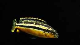 aquarium-von-boffix-afrika-im-glas_Melanochromis Auratus Totale