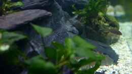 aquarium-von-jan-reiners-tanganjika_Seitenansicht ins Becken, links die selbstgebaute Rückwand!