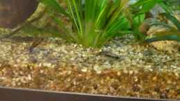 aquarium-von-thehippo-becken-21841_Corydoras habrosus