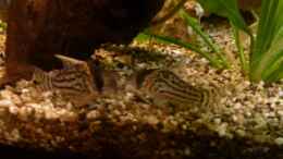 aquarium-von-thehippo-becken-21841_Corydoras schwartzi