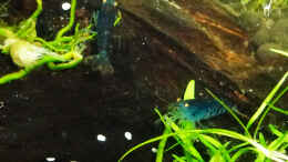 Aquarium einrichten mit blaue Tigergarnele