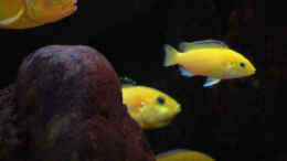 aquarium-von-tilo-schmiedl-becken-2188_maulbrütendes Yellow-Weibchen, 2x Yellow-Nachzucht und Saul