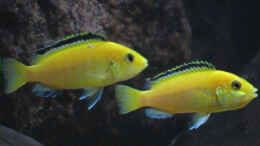 aquarium-von-tilo-schmiedl-becken-2188_Zwei Weibchen Yellows, rechts mit Eiern im Maul