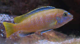 aquarium-von-tilo-schmiedl-becken-2188_Juveniler Ps. saulosi, eigene Nachzucht, ersetzte alten Bock