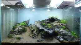 aquarium-von--serok--einst-war-das-chaos_Step 4: Bepflanzung setzen