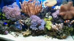 aquarium-von-andreas-fleischer-seaworld_Becken vom 16.01.2012
