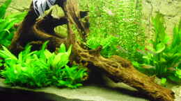 aquarium-von-andy-86-becken-21936_Mangrovenwurzel