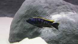 aquarium-von-vision112-non-mbuna--1600_Otopharynx lithobates black orange dorsal