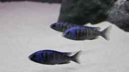aquarium-von-vision112-non-mbuna--1600_Placidochromis phenochilus mdoka white lips