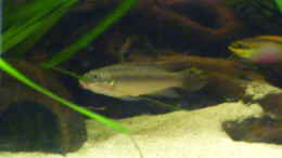 aquarium-von-marc-wollenberg-becken-22012_Pelviachromis Paar