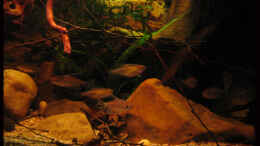 aquarium-von-alex-s-african-fever--nicht-mehr-existent_Meine kleinen Piranhas :)