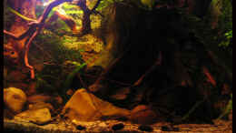 Aquarium einrichten mit 04.12.12 rechts im Bild Wasserähre, Mitte Crinum