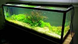 aquarium-von-into-the-green-2-m-akva-stabil_Gesamtansicht 2m akva stabil