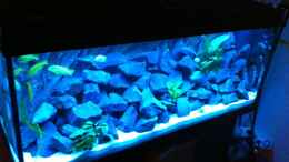 aquarium-von-maliza-malawi-cichliden-fish-tank_Weitere Bilder werden folgen, das Blaue Licht ist in echt ni