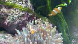 Foto mit Amphiprion ocellaris - Anemonenfisch
