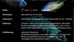 Aquarium einrichten mit Ausgezeichnetes Fischverzeichnis @ Malawi-Guru.de