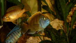 Aquarium einrichten mit Nimbochromis venustus
