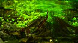 Aquarium einrichten mit Algenfresser