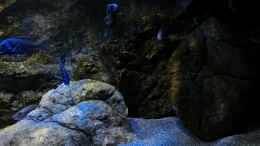 aquarium-von-marxbre-rockzolid-cave-aufgeloest_Die phenochilus Mdoka im Sonnenuntergang