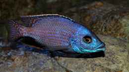 Aquarium einrichten mit Placidochromis milomo Mbenji