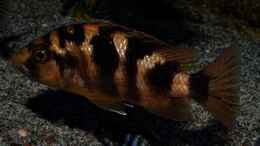 Foto mit Placidochromis milomo Mbenji Weibchen