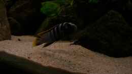 aquarium-von-chanty-becken-22123_P. elongatus Männchen