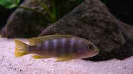 aquarium-von-chanty-becken-22123_P. elongatus Weibchen