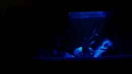 aquarium-von-chanty-becken-22123_Mondlicht
