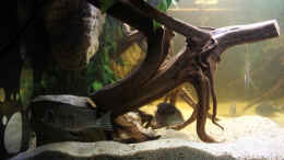 aquarium-von-amazonasfelix-wohnzimmer-orinoco_Die zweite große Wurzel