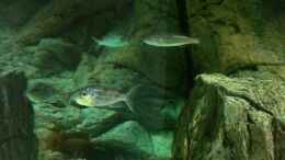 aquarium-von-manuel-jettki-becken-22126_Benthochromis Tricoti am 22.12 nach 6 monaten 