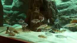aquarium-von-manuel-jettki-becken-22126_das wahr am 25.06.2011 um 5 Uhr morgen die neuen 