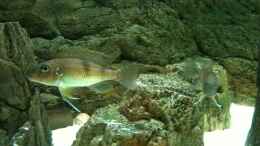 aquarium-von-manuel-jettki-becken-22126_schade das man die farben nicht so sieht auf dem foto