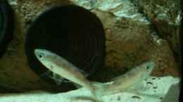 Aquarium einrichten mit Benthochromis tricoti wf noch jung