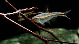 aquarium-von-zigermandli-gebirgsbach-paludarium_Notropis chrosomus juveniles Weibchen